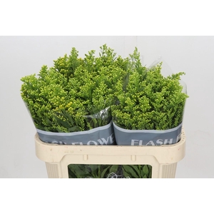 Solidago Golden Glory