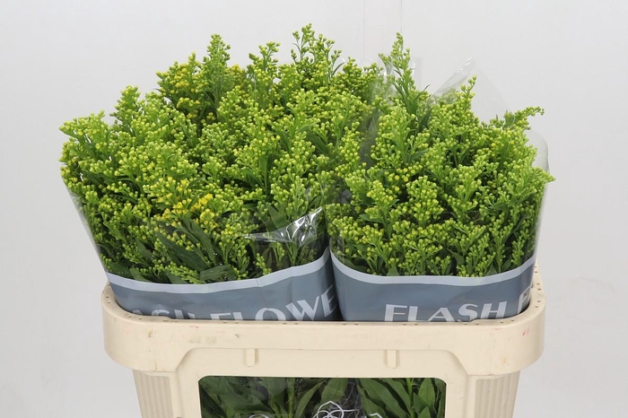 <h4>Solidago Golden Glory</h4>