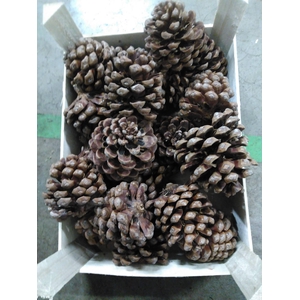 PINEA DENNENAPPELS H%