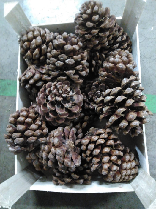 <h4>PINEA DENNENAPPELS H%</h4>