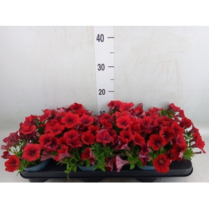 Petunia  'Ramblin Red'