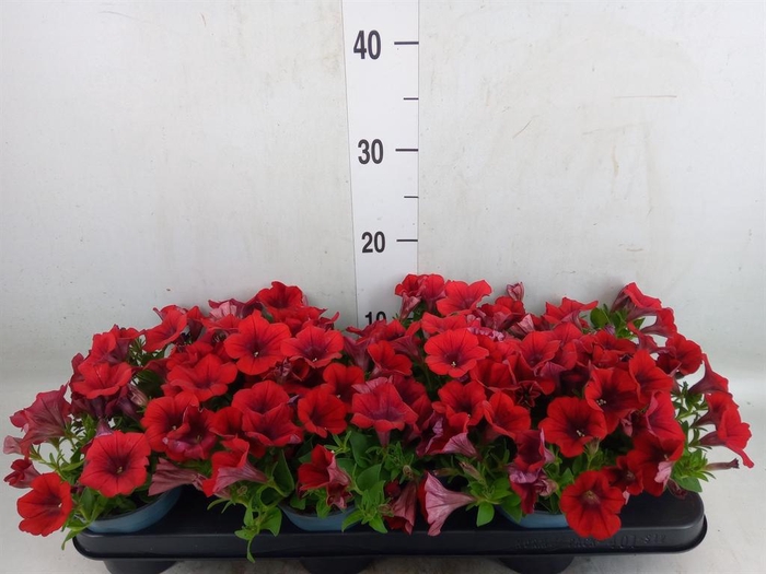 <h4>Petunia  'Ramblin Red'</h4>