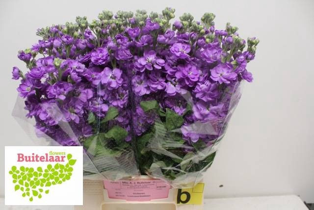 <h4>MATTH ANYT LAVENDER</h4>