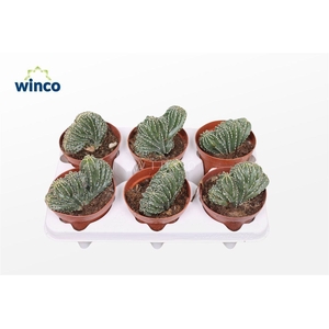 Marginatocereus Marginatus Cristata