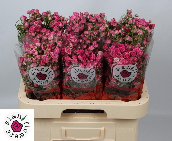 <h4>ROSA TR 'GYPSY ROSE'</h4>