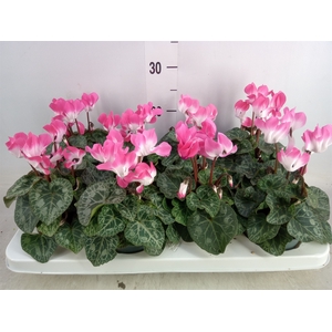 Cyclamen MD 'Indiaka'