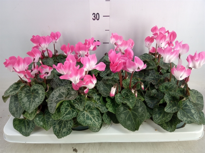 <h4>Cyclamen MD 'Indiaka'</h4>