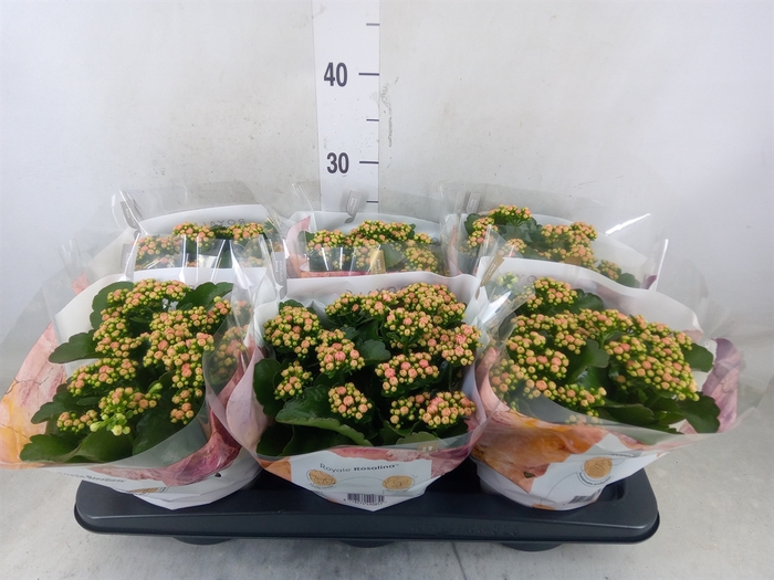 <h4>Kalanchoe blos. 'RosDon Alano'</h4>