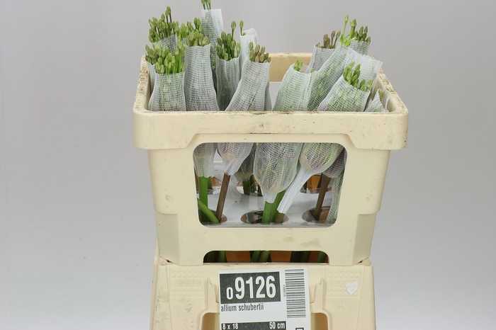 <h4>Allium Schubertii</h4>