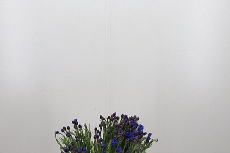 <h4>Centaurea Blauw</h4>