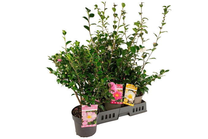 <h4>CAME SASANQUA</h4>