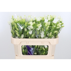 Campanula Champ Whit