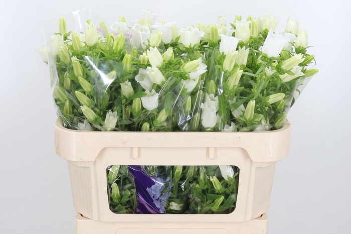 <h4>Campanula Champ Whit</h4>