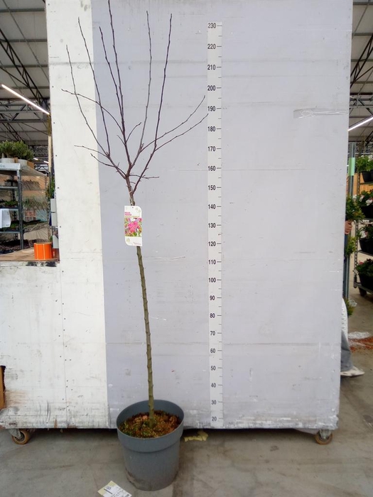 <h4>Malus   ...</h4>