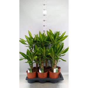 Dracaena frag. 'Mass Coast'