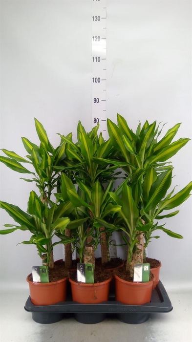 <h4>Dracaena frag. 'Mass Coast'</h4>