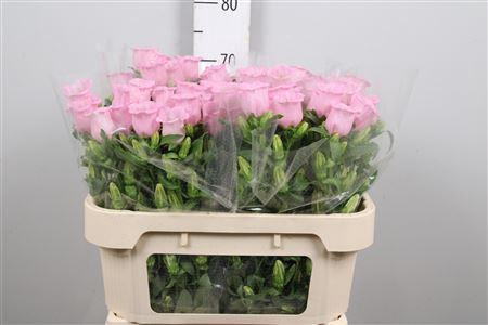<h4>Campanula medium 'Campana Pearl Pk'</h4>