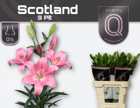 <h4>Lelies Li La Scotland</h4>