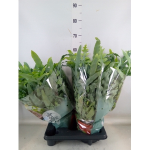 Phlebodium aureum 'Blue Star'