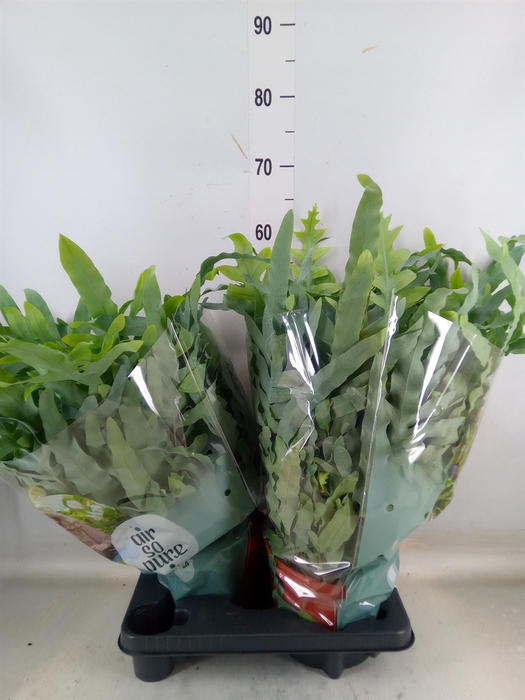 <h4>Phlebodium aureum 'Blue Star'</h4>