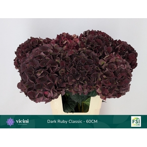 HYDR M MAG D RUBY CL