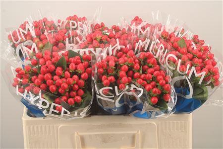 <h4>Hyp Coco Rio Red</h4>