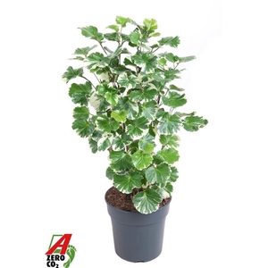 Polyscias Sc Balfouriana Vertakt