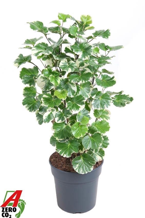 <h4>Polyscias Sc Balfouriana Vertakt</h4>