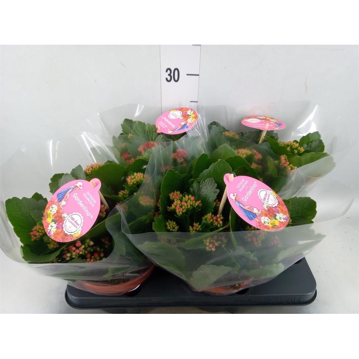 <h4>Kalanchoe blos. 'Gardenlina'  ..mix</h4>