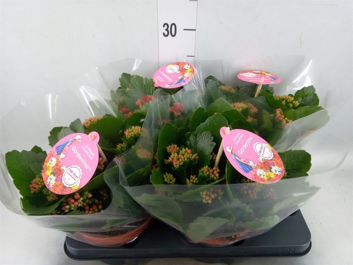 Kalanchoe blos. 'Gardenlina'  ..mix