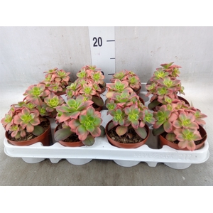 Aeonium   ...