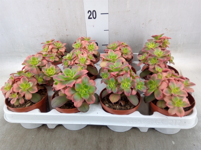 <h4>Aeonium   ...</h4>