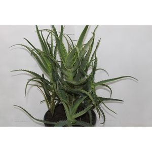 ALOE (BABOSA) P24