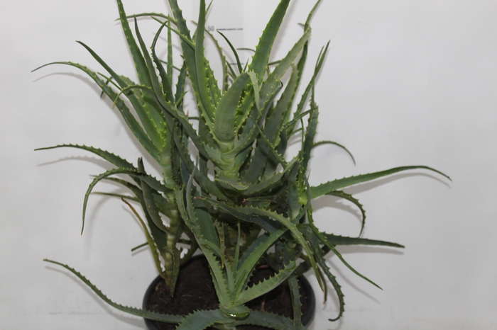 <h4>ALOE (BABOSA) P24</h4>