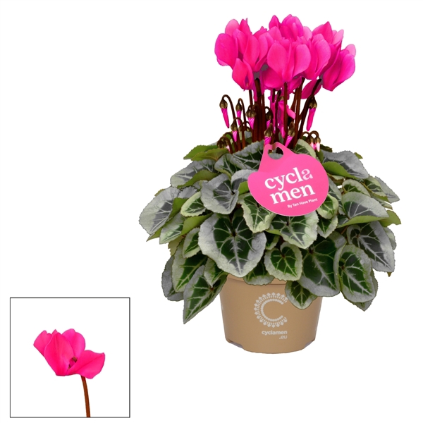 <h4>Cyclamen SS Picasso Roze</h4>