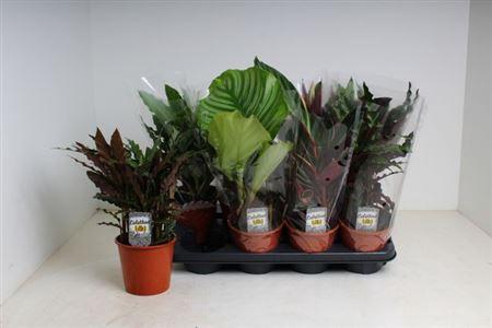 <h4>Calat Gem 3 Srt</h4>