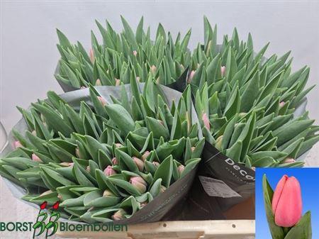 <h4>Tu En Tresor</h4>