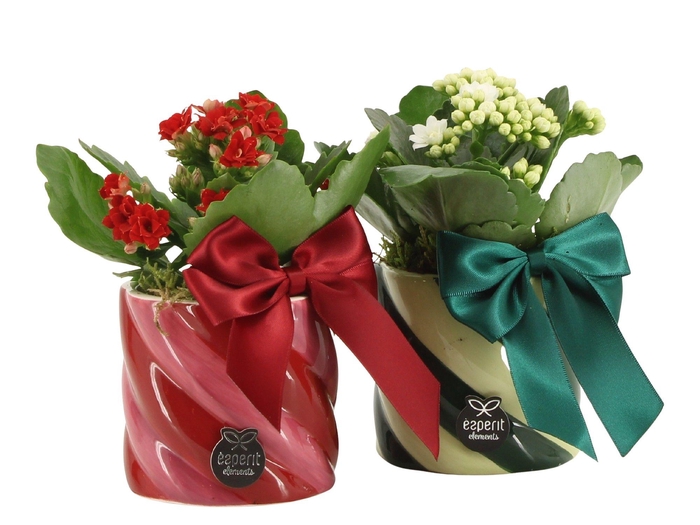 <h4>61770: X-mas arrangement</h4>