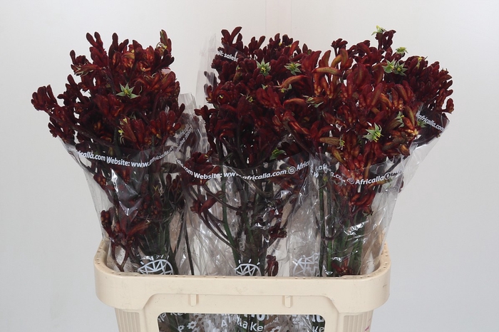 <h4>Anigozanthos Early Spring Indoor</h4>