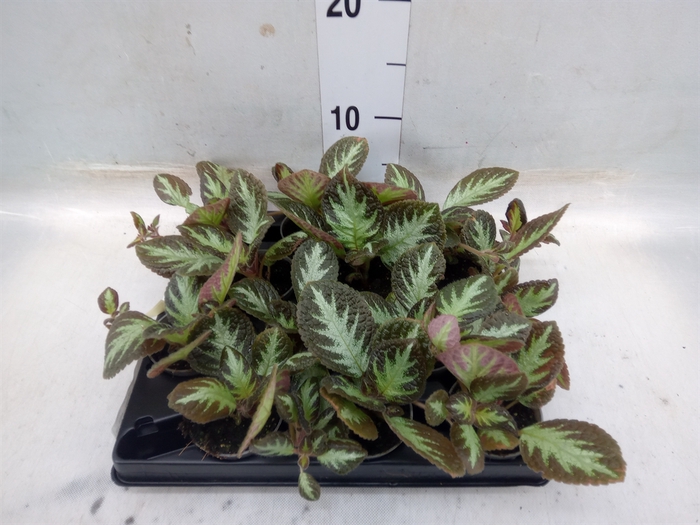 <h4>Episcia   ...</h4>