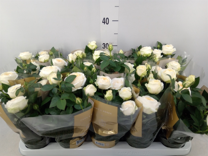 <h4>Rosa  'Belami Kordana'</h4>