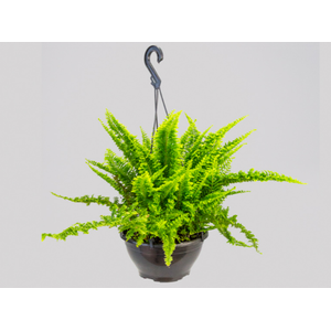 SAMAMBAIA FLUFFY RUFFLES C21