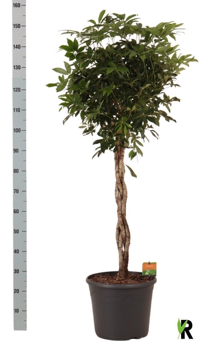 <h4>SCHEF AR COMPACTA</h4>