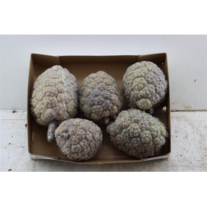 Wax Pandanus Gl Large