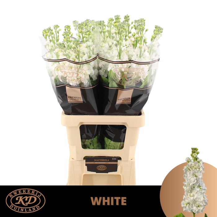 <h4>Matthiola Aida White Extra</h4>