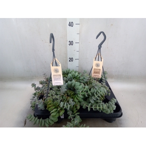 Crassula   ...