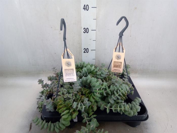 <h4>Crassula   ...</h4>