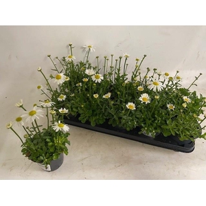 LEUC S DWARF SNOW LA