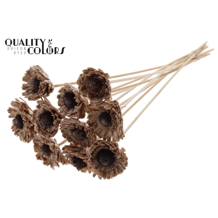 <h4>Shola Daisy Sunflower 6cm on stem Wax Beige</h4>