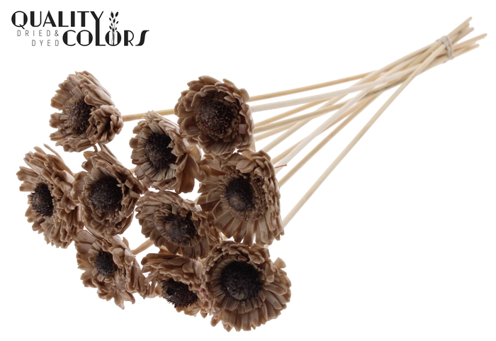 Shola Daisy Sunflower 6cm on stem Wax Beige